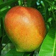 This is the thumbnail of the item